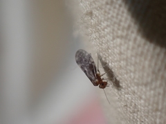 Peripsocus