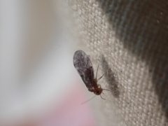 Peripsocus