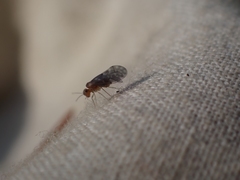 Peripsocus