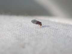 Peripsocus
