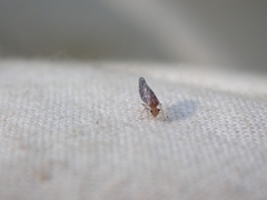 Peripsocus