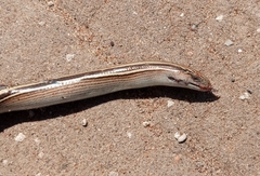 Ophiodes vertebralis