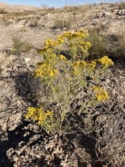 Sartwellia flaveriae