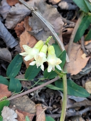 Vicia nigricans