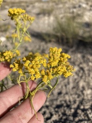 Sartwellia flaveriae