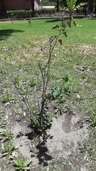 Cydonia oblonga