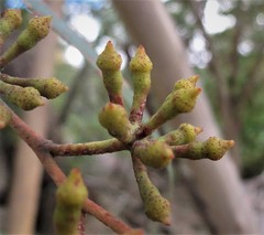 Eucalyptus cunninghamii