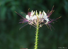 Tarenaya longicarpa