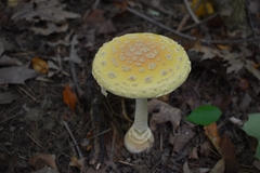 Amanita muscaria guessowii