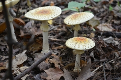 Amanita muscaria guessowii