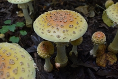 Amanita muscaria guessowii