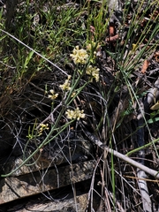Colletieae