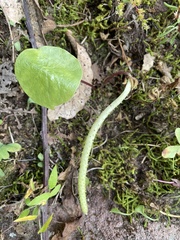 Peperomia cavispicata