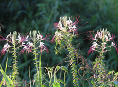 Tarenaya longicarpa