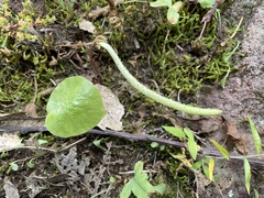 Peperomia cavispicata