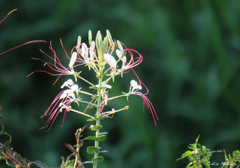 Tarenaya longicarpa