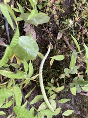 Peperomia cavispicata