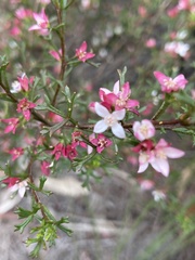 Cyanothamnus anemonifolius