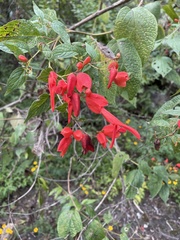 Salvia sessei