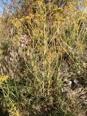 Abronia nealleyi