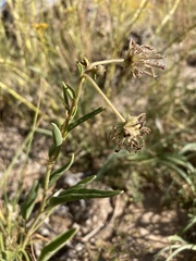 Abronia nealleyi