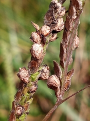 Claviceps paspali