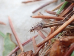 Teliapsocus
