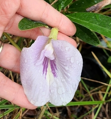 Clitoria laurifolia