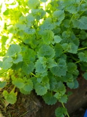 Campanula poscharskyana