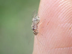 Teliapsocus