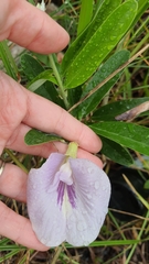 Clitoria laurifolia