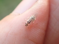 Teliapsocus