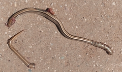 Ophiodes vertebralis