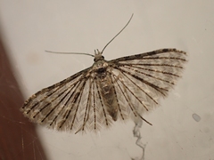 Alucita montana