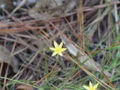 Hypoxis juncea