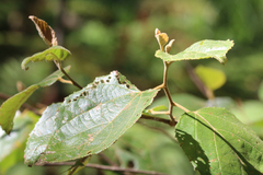 Commersonia bartramia