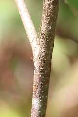 Commersonia bartramia