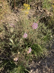 Abronia nealleyi