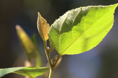 Commersonia bartramia