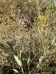 Abronia nealleyi