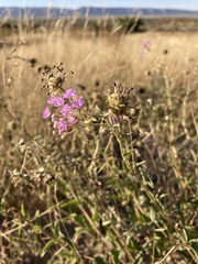 Abronia nealleyi