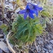 Delphinium dubium - Photo (c) Andrea Pane,  זכויות יוצרים חלקיות (CC BY-NC), uploaded by Andrea Pane