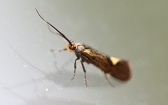 Esperia sulphurella