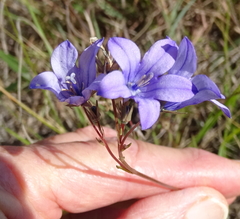 Wahlenbergia krebsii