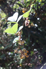 Rubus ellipticus, recorded fruiting