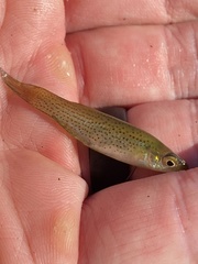 Fundulus blairae