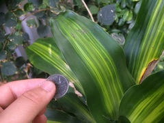 Dracaena fragrans