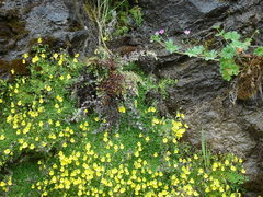 Calceolaria tenella