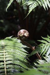 Cibotium glaucum