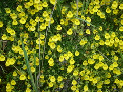 Calceolaria tenella